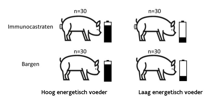 Figuur 1: De proefopzet bestond uit 4 groepen, namelijk bargen en immunocastraten (n=30) die werden verdeeld over hoog energetisch en laag energetisch voeder in de derde vleesvarkensfase