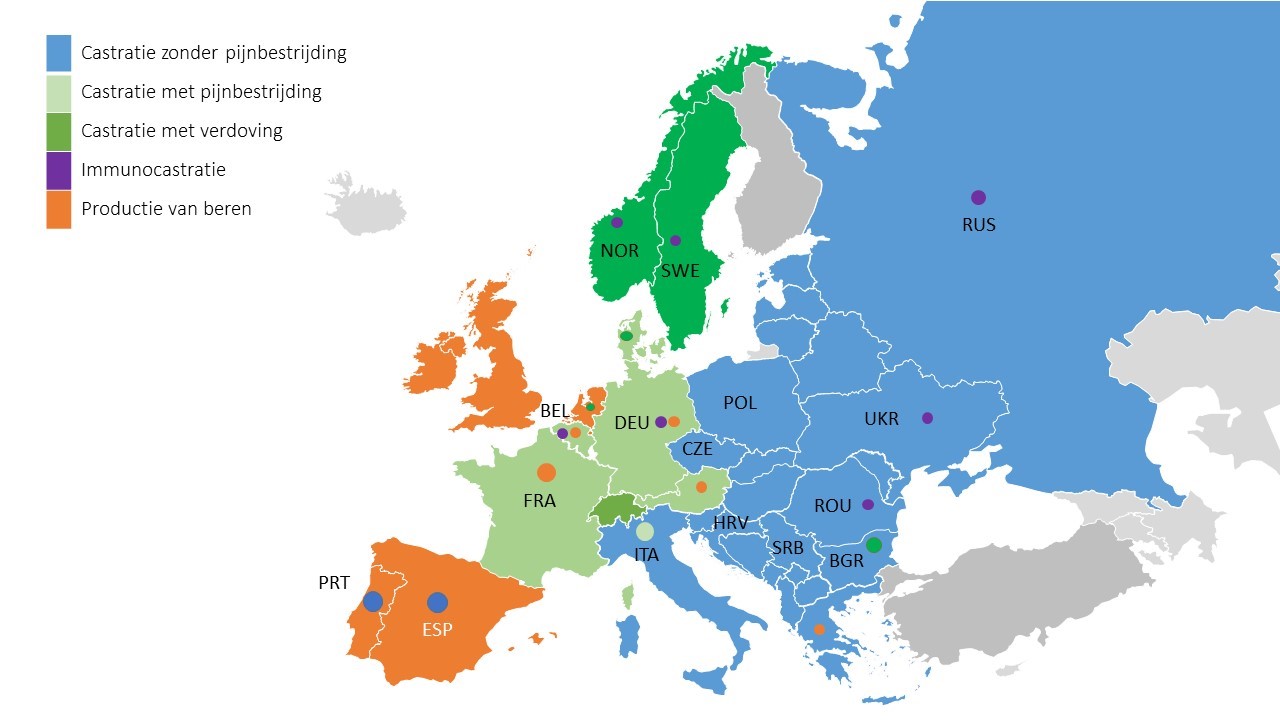 Castratie van varkens in Europa