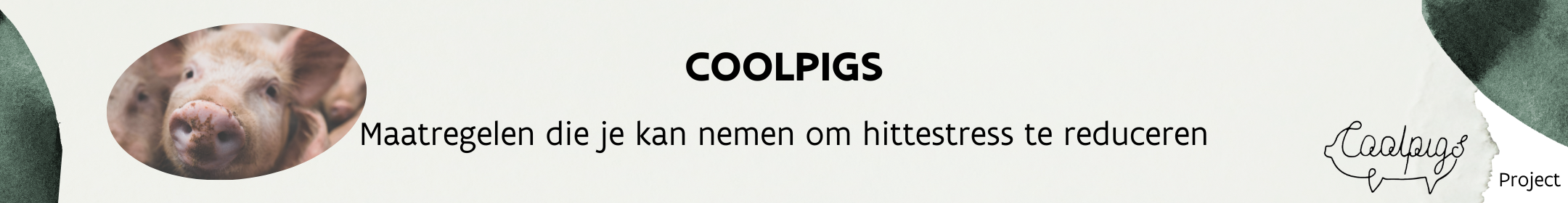 Header_coolpigs