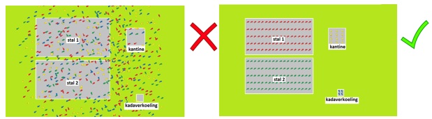 Figuur 3. Zonder het gebruik van duidelijk uitgestippelde looplijnen is het risico op ziekteoverdracht tussen verschillende diergroepen veel groter (linkse afbeelding) dan bij het correct toepassen ervan (rechtse afbeelding). 